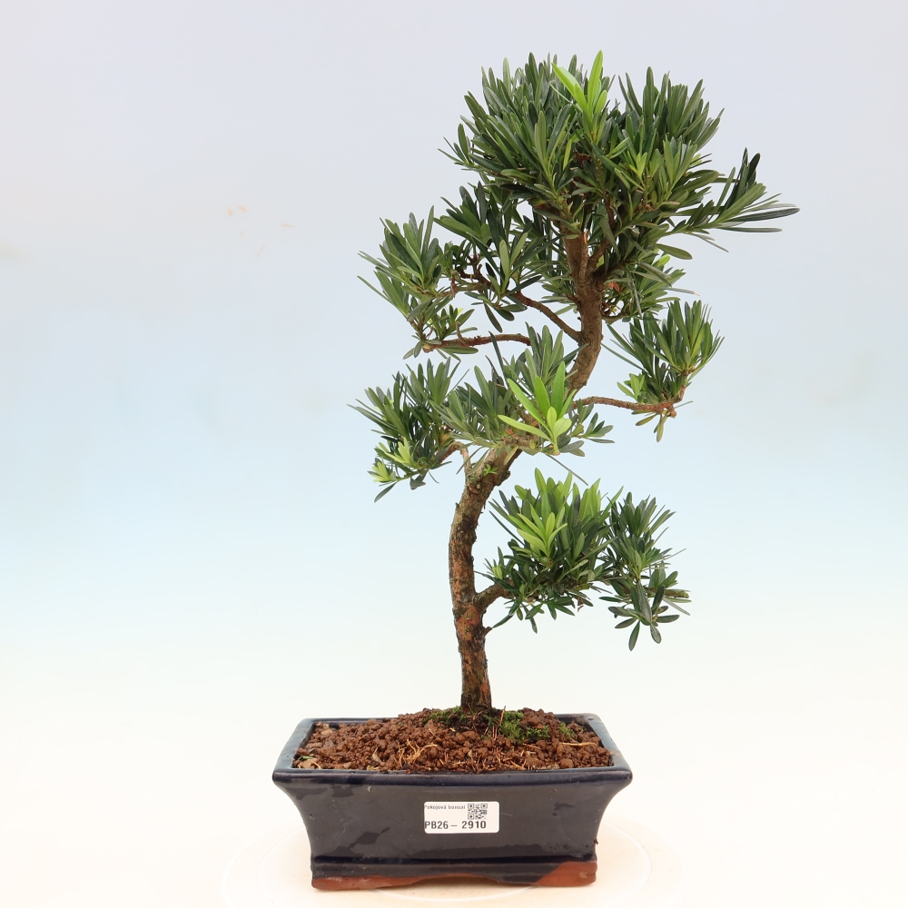 Izbové bonsaje - Podocarpus - Kamenný tis