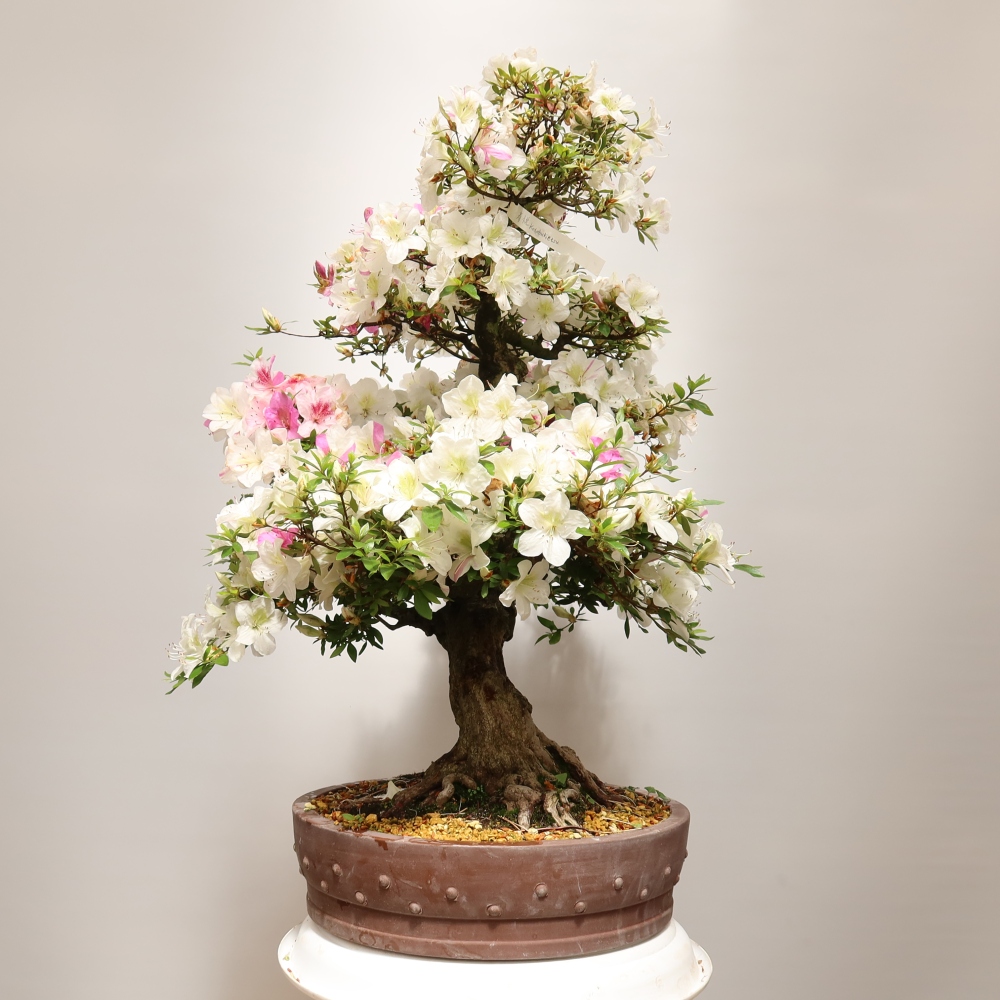 Vonkajšie bonsaje – Japonská azalka – Azalea Kotobokietsu