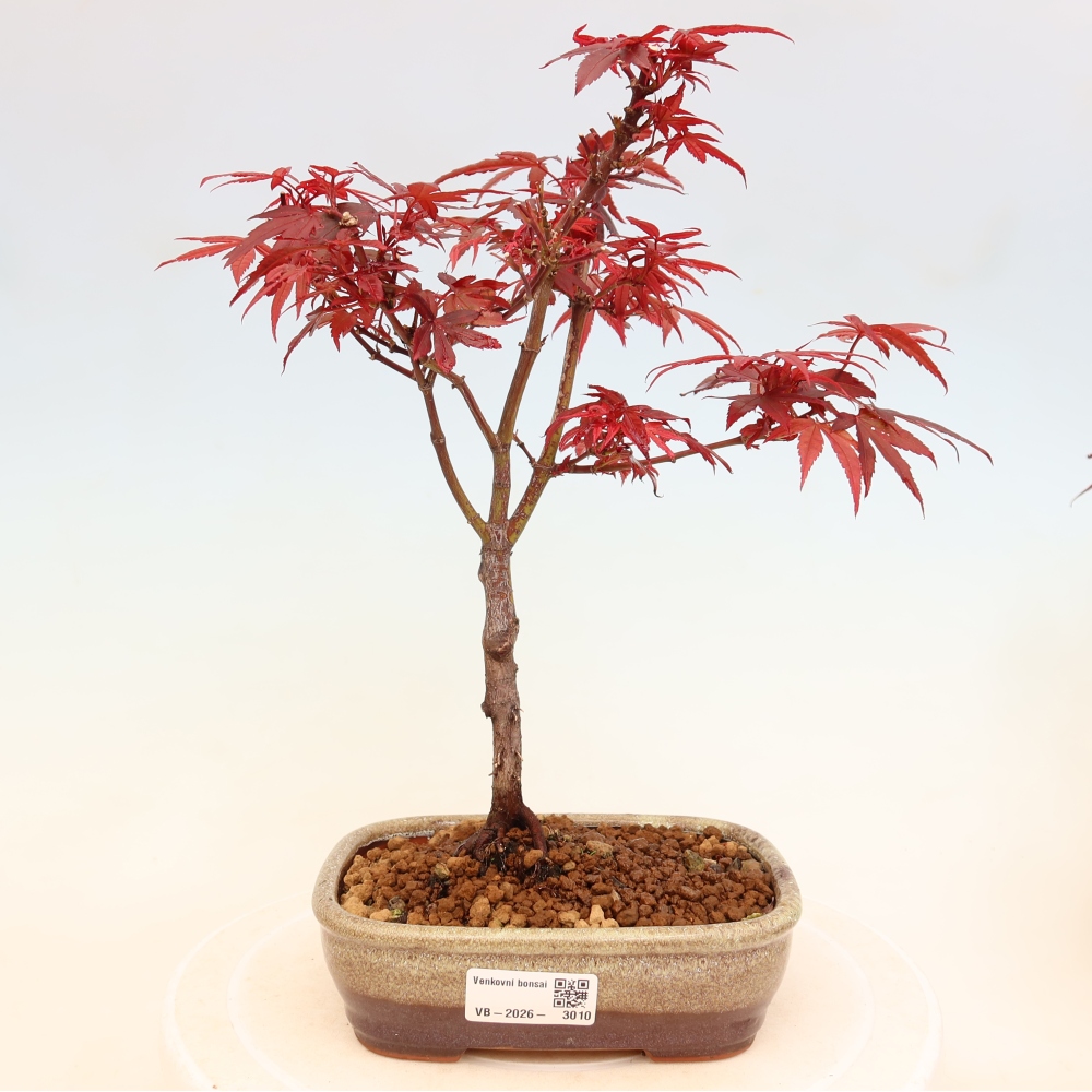 Vonkajší bonsai – javor dlaňolistý – Acer palmatum Berry Broom 