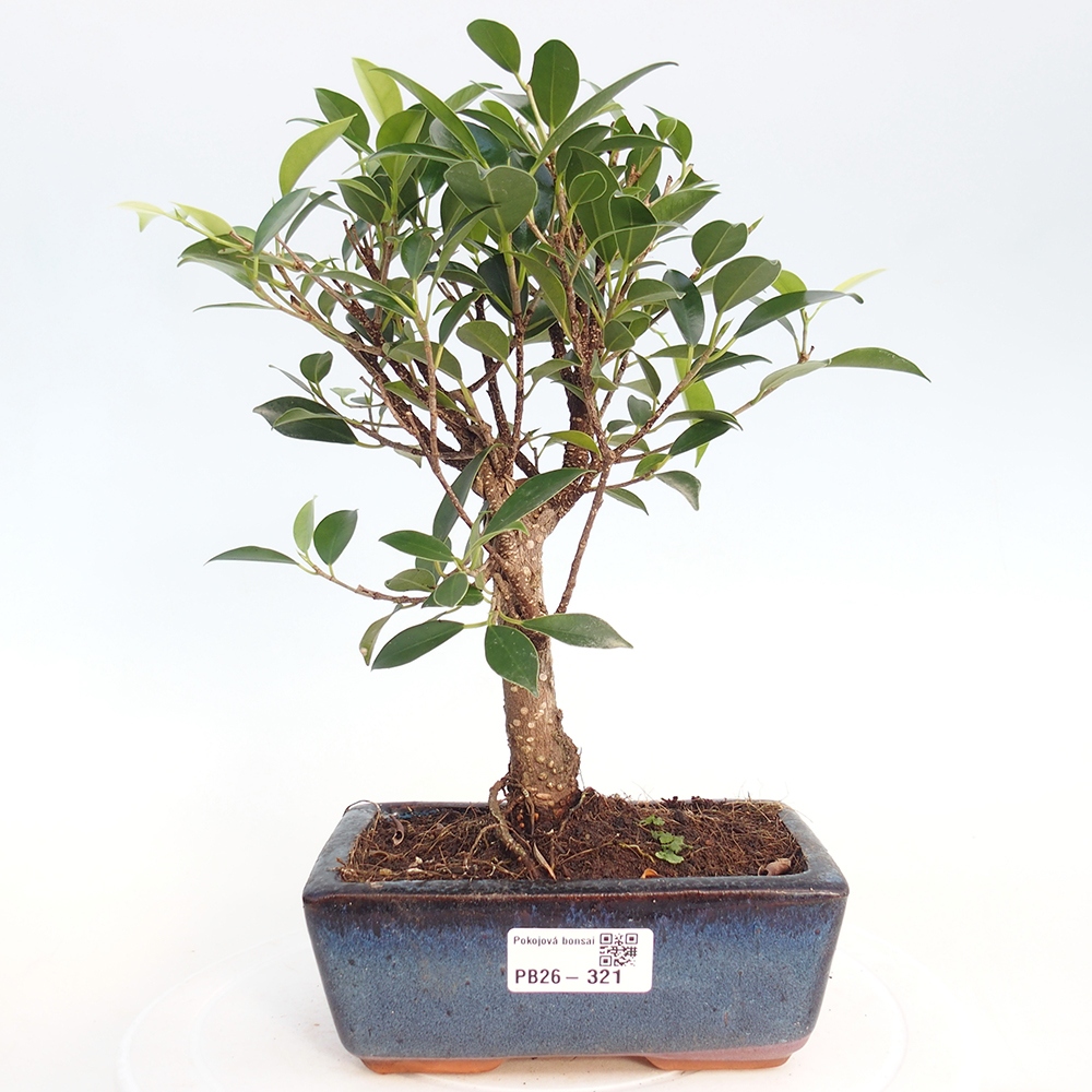 Izbová bonsai - Ficus retusa - malolistý fikus