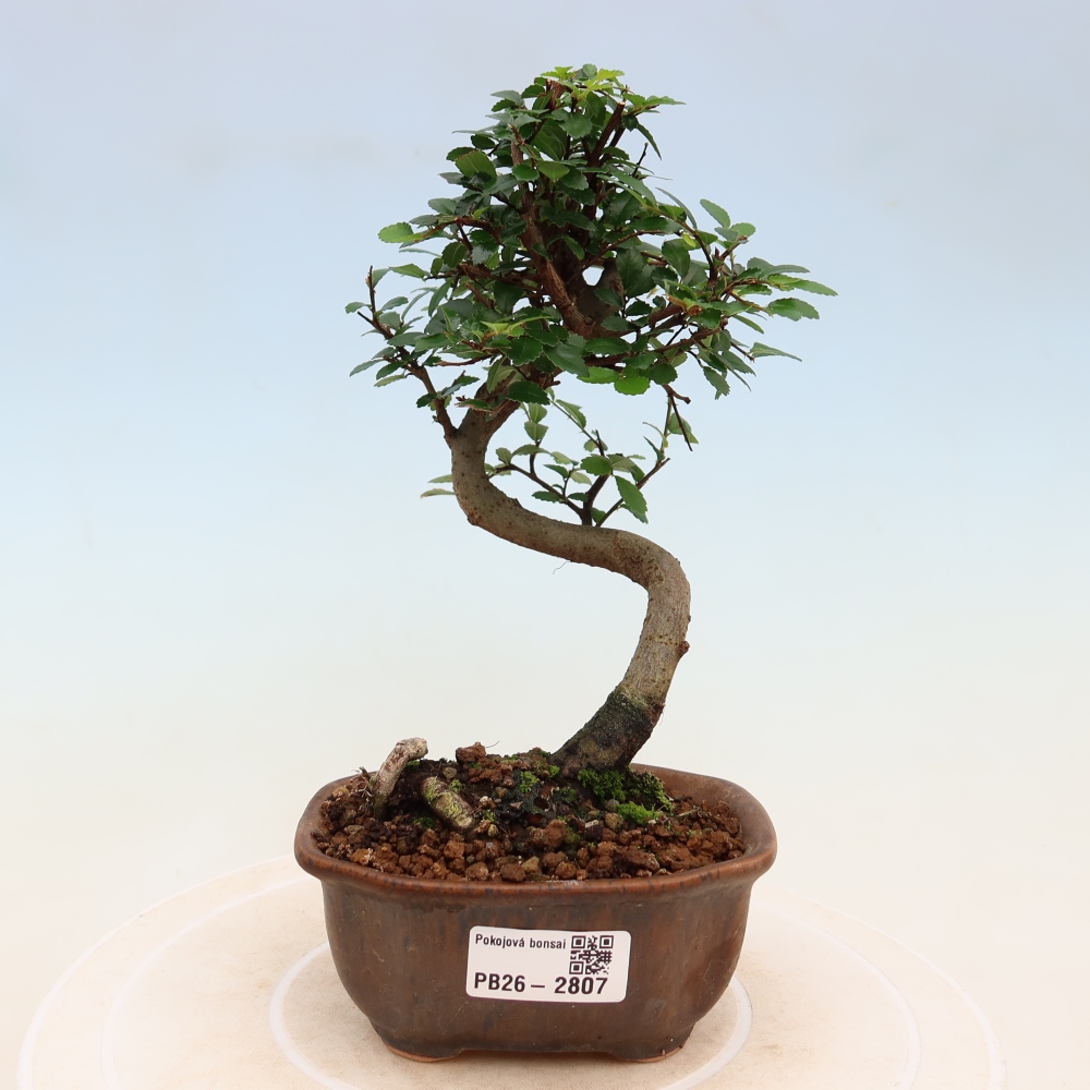 Izbový bonsaj - Ulmus parvifolia - brest malolistý