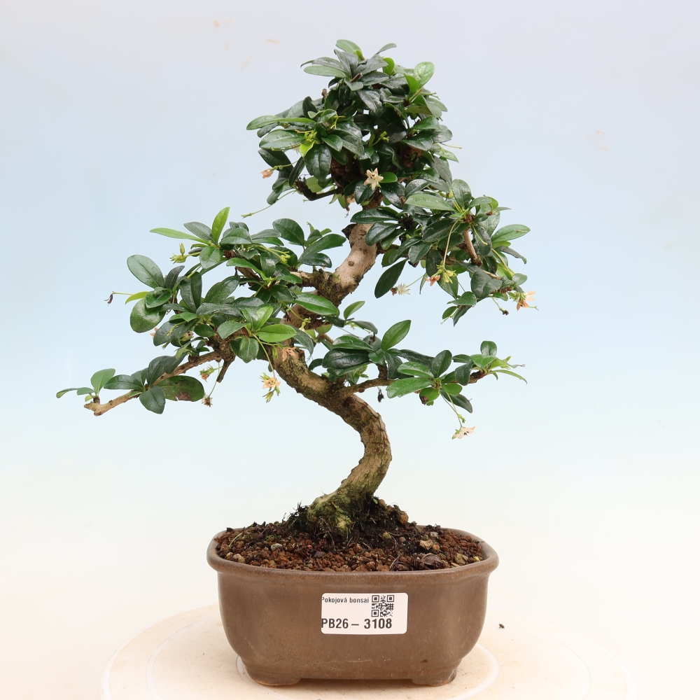 Izbové bonsaje - Carmona macrophylla - Tea fuki