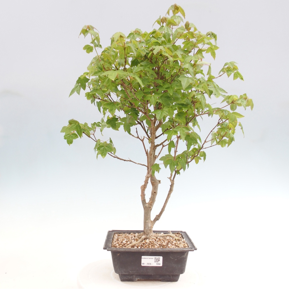 Vonkajšia bonsaj - Acer Buergerianum - Hamburgerový javor