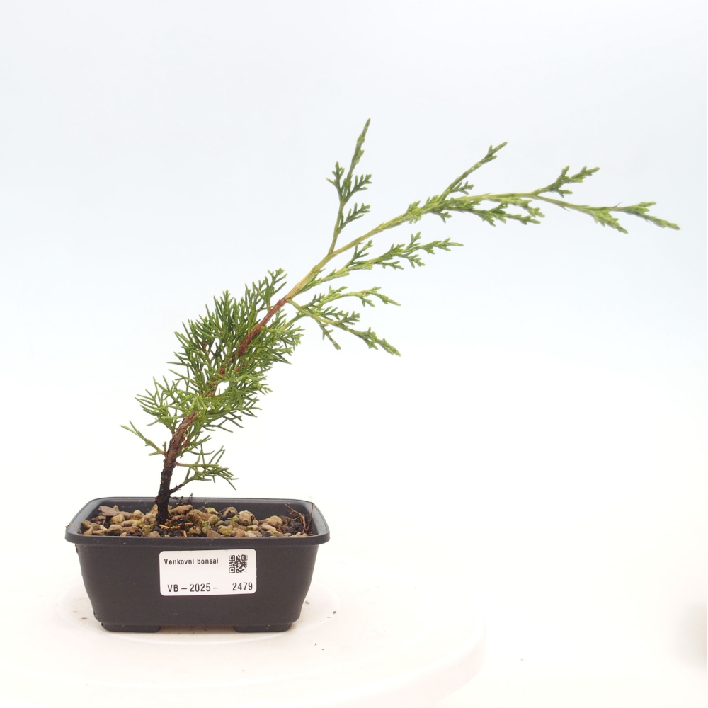 Vonkajší bonsai - Juniperus chinensis Itoigawa -Jalovec čínsky