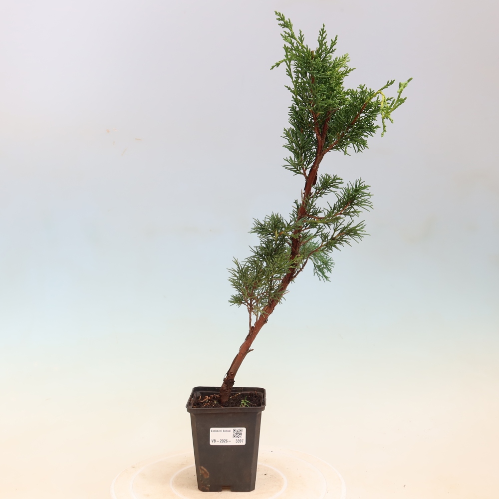 Vonkajší bonsaj - Juniperus chinensis Kishu