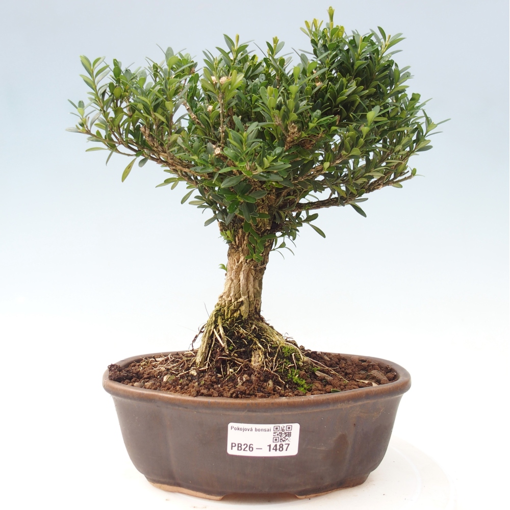 Izbové bonsaje - Buxus harlandii - korkový buxus