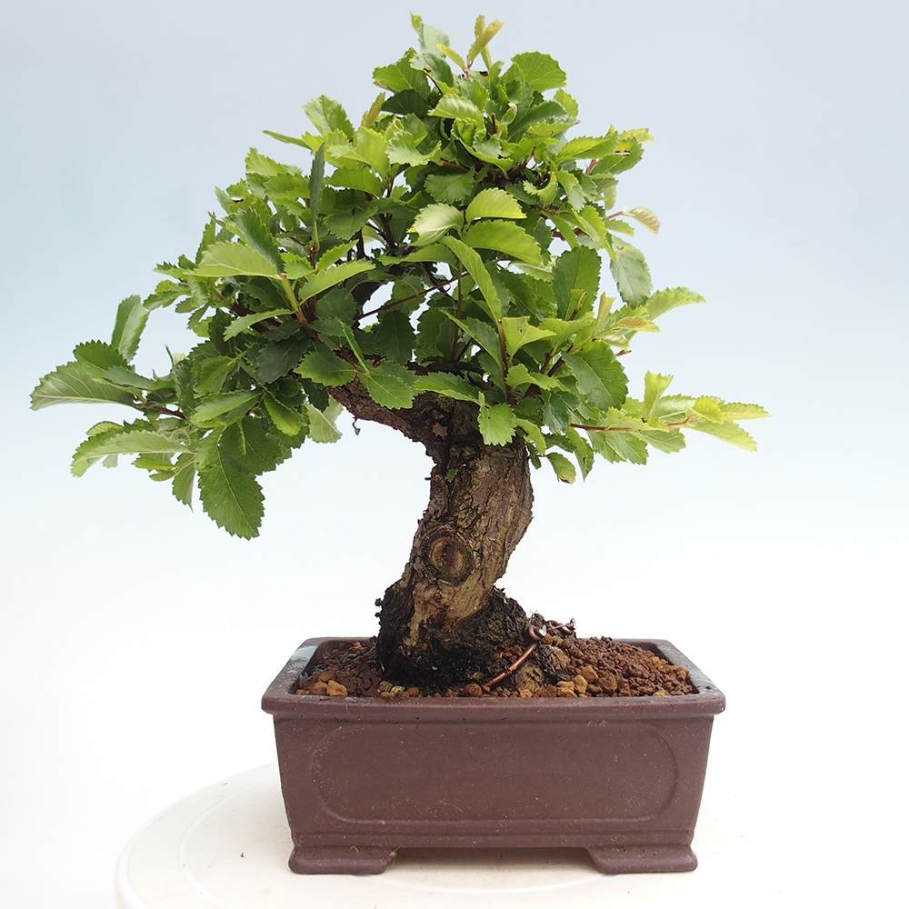 Vonkajšie bonsai - Zelkova - Zelkova Nirom