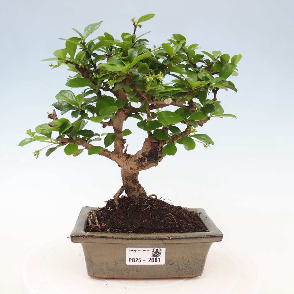 Izbová bonsai - Carmona macrophylla - Čaj fuki