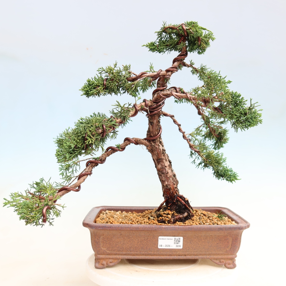 Vonkajší bonsaj - Juniperus chinensis Kishu