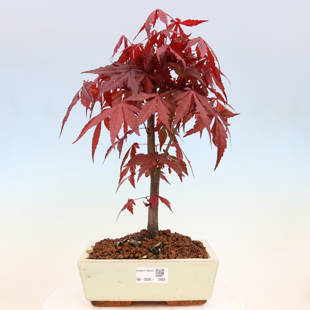 Vonkajšia bonsaj - palma Acer. Atropurpureum-Javor palmový