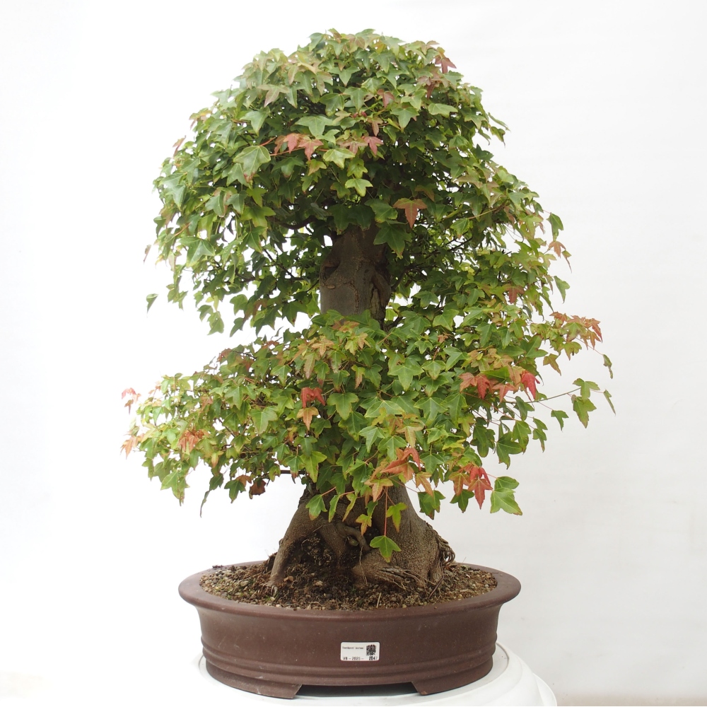Vonkajšie bonsai - Javor Buergerianum - Javor Burgerův