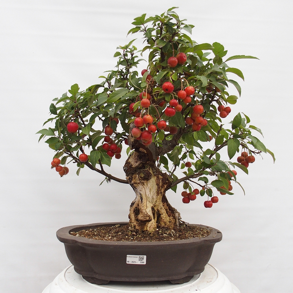 Vonkajší bonsai -Malus halliana - Maloplodá jabloň