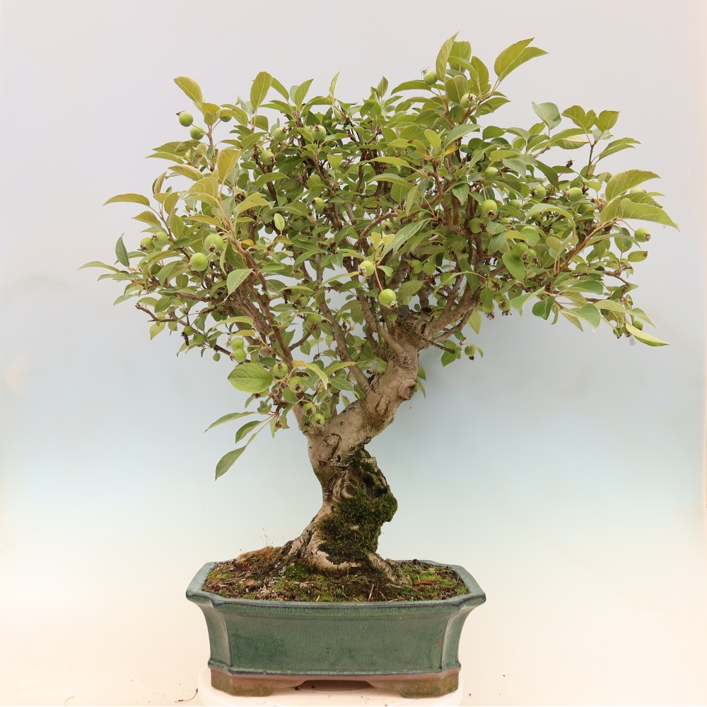 Vonkajšia bonsaj -Malus halliana - Malokvetá jabloň