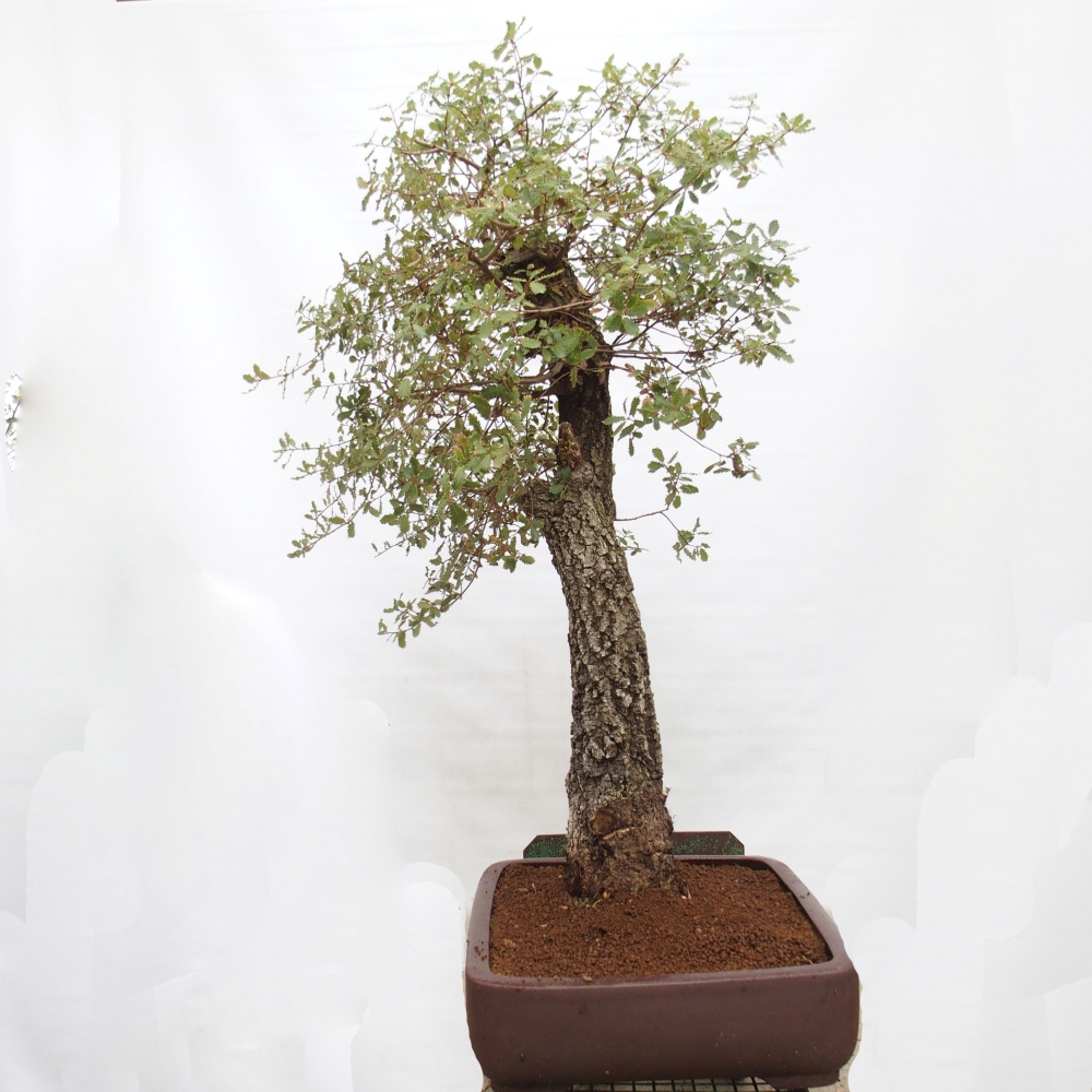 Yamadori - Quercus Ilex -Dub cezmínovitý
