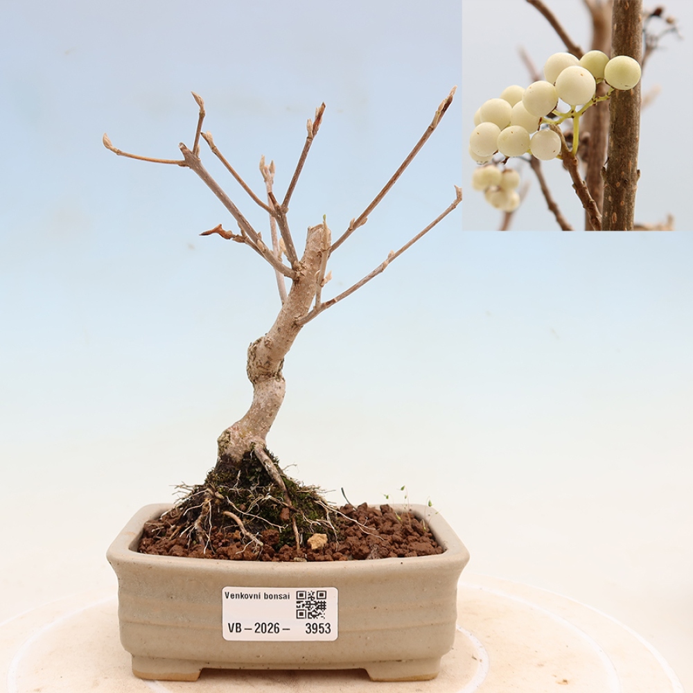 Vonkajší bonsai – Callicarpa bodinieri Snowqueen – krásnoplodka