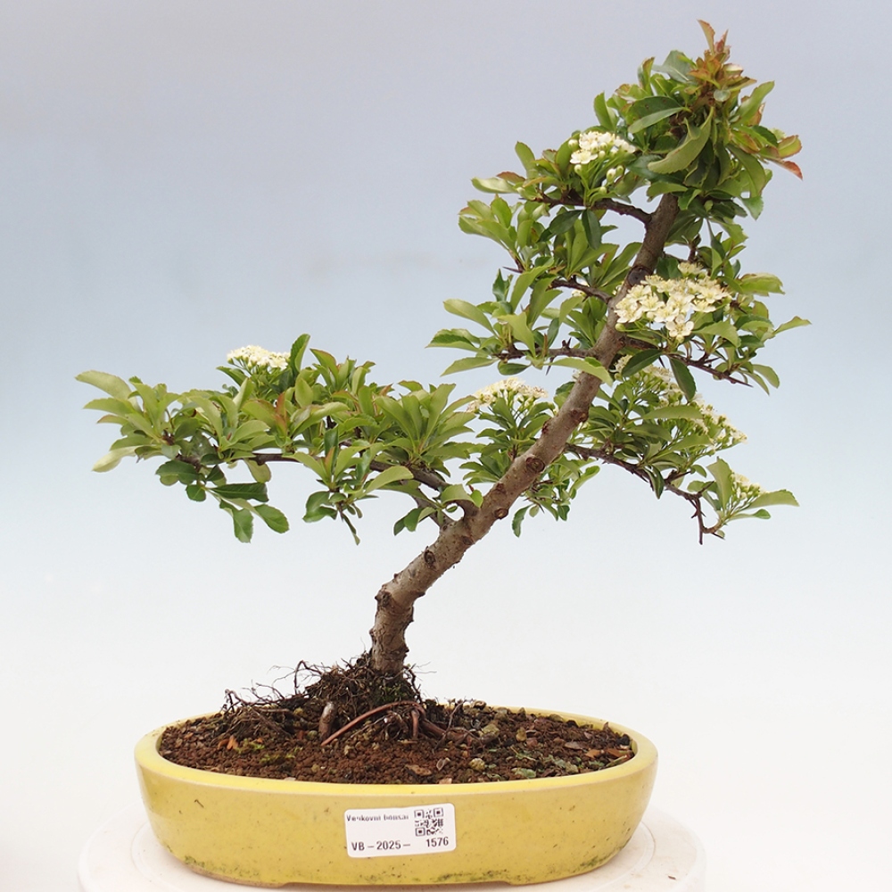 Vonkajšia bonsai-Pyracanta Teton -Hlohyně