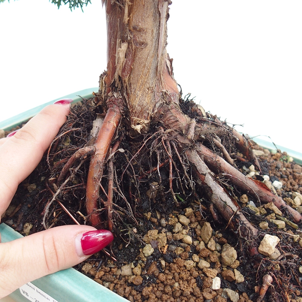 Vonkajšie bonsai - Juniperus chinensis Kishu -Jalovec čínsky