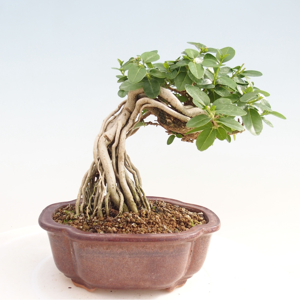 Izbová bonsai - Premna serratifolia - Kozlovoň malolistá