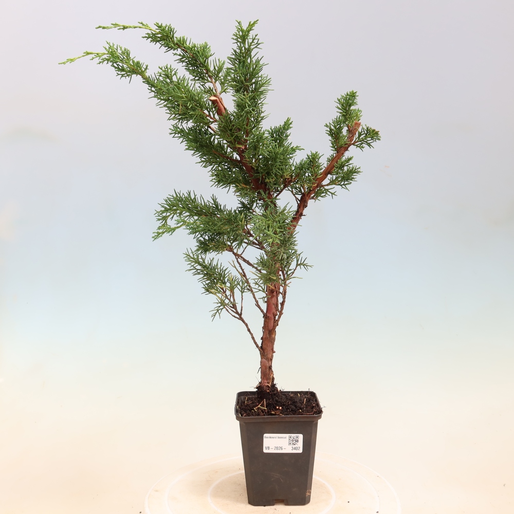 Vonkajší bonsaj - Juniperus chinensis Kishu