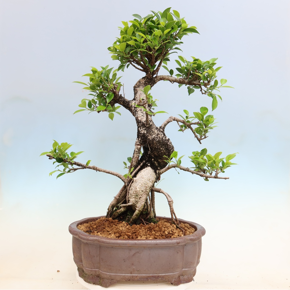 Izbové bonsaje - Ficus kimmen - drobnolistý fikus