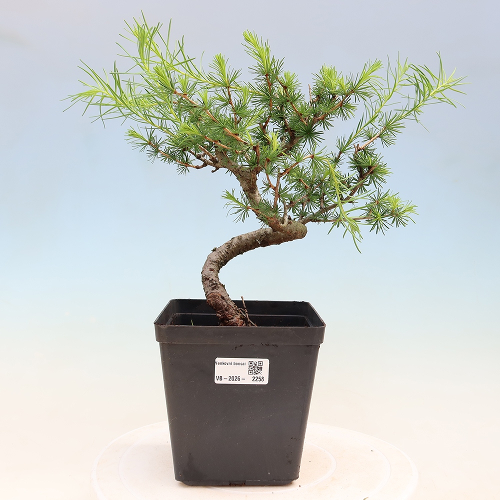 Vonkajšie bonsaje -Larix decidua - Smrekovec