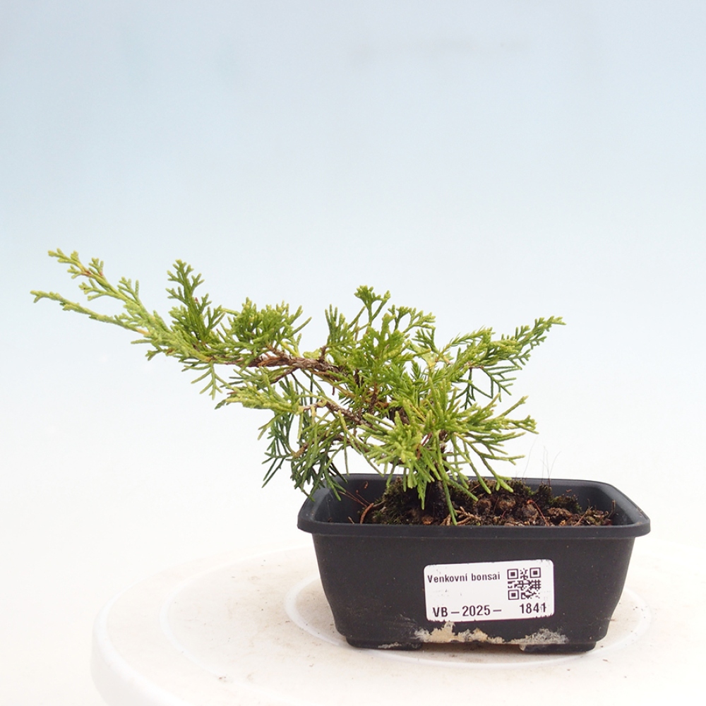 Vonkajší bonsai - Juniperus chinensis Itoigawa -Jalovec čínsky