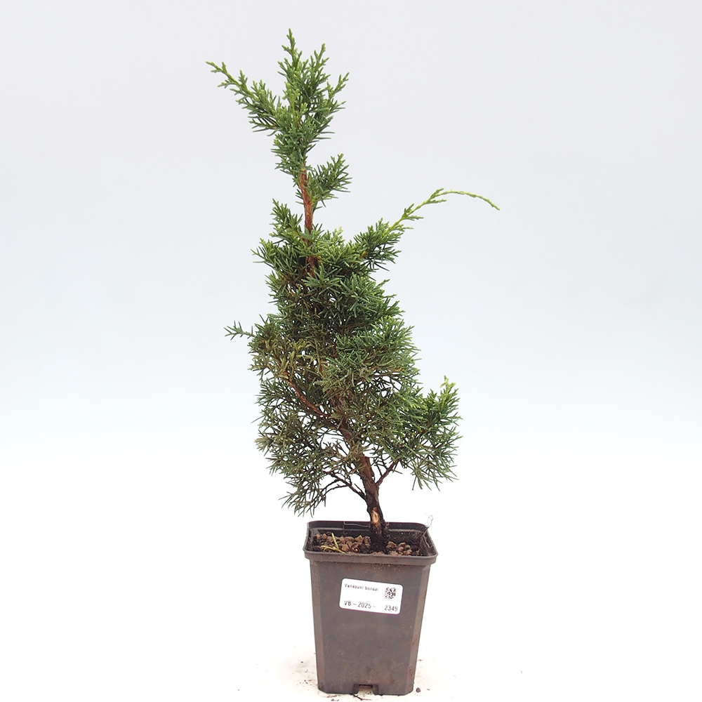 Vonkajšie bonsai - Juniperus chinensis Kishu -Jalovec čínsky