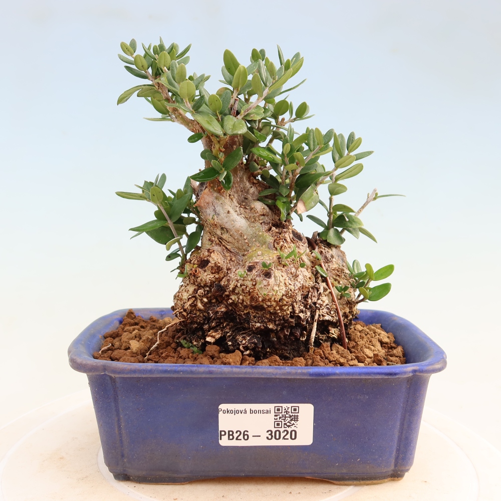 Izbový bonsaj - Olea europaea sylvestris