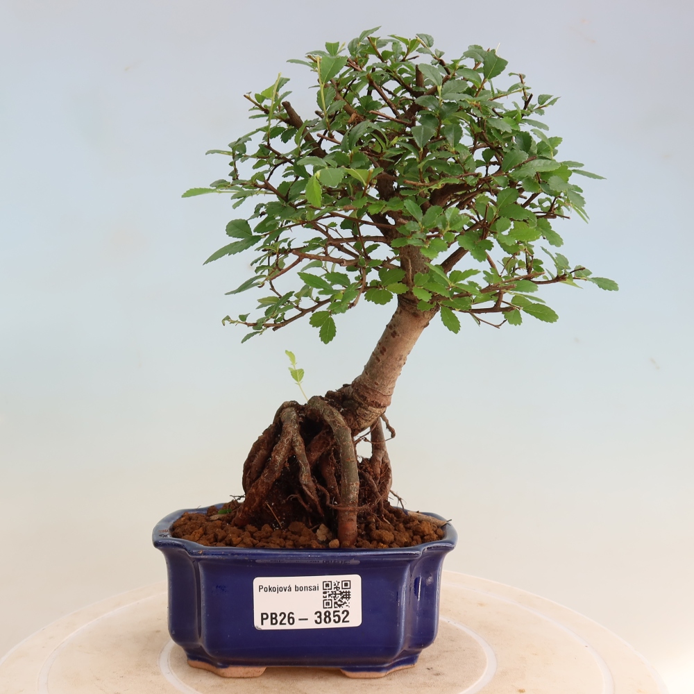 Izbový bonsaj - Ulmus parvifolia - brest malolistý