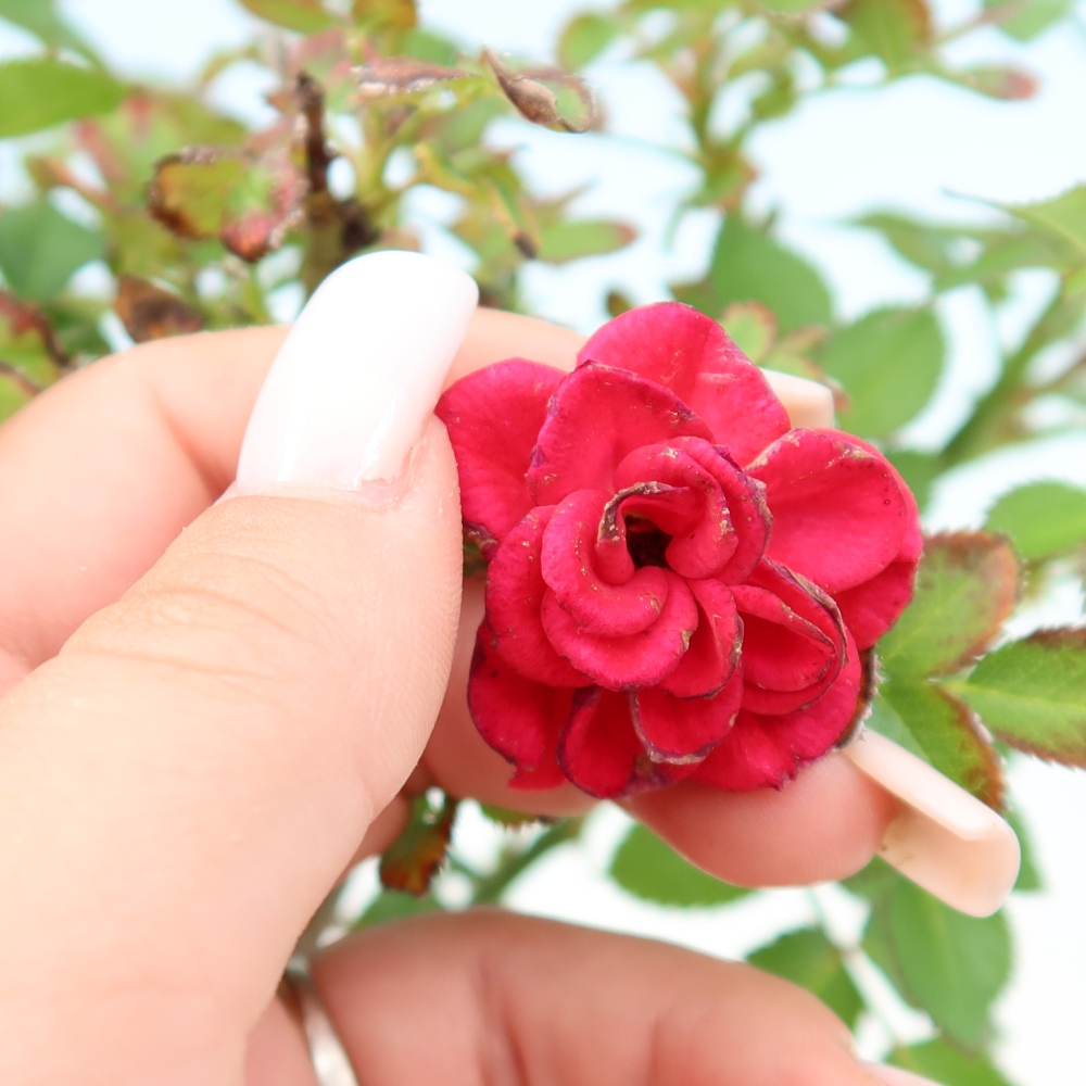 Vonkajšie bonsaje – Rosa Kordes – ruže