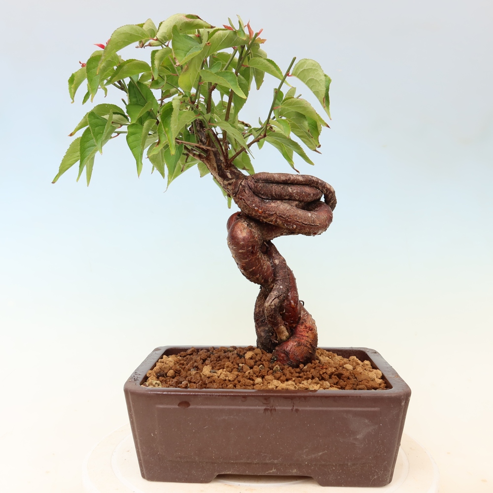 Vonkajšie bonsaje – Japonská marhuľa – Prunus Mume