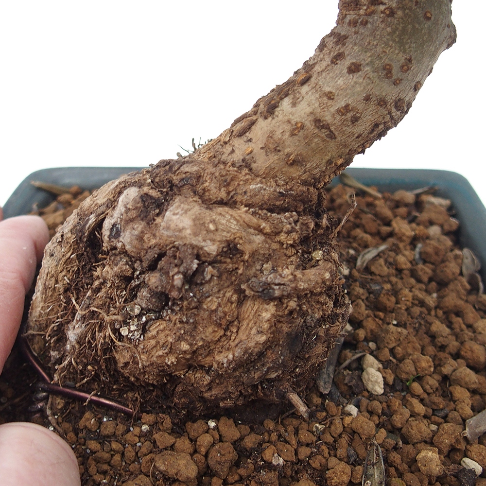 Izbový bonsaj - Olea europaea sylvestris