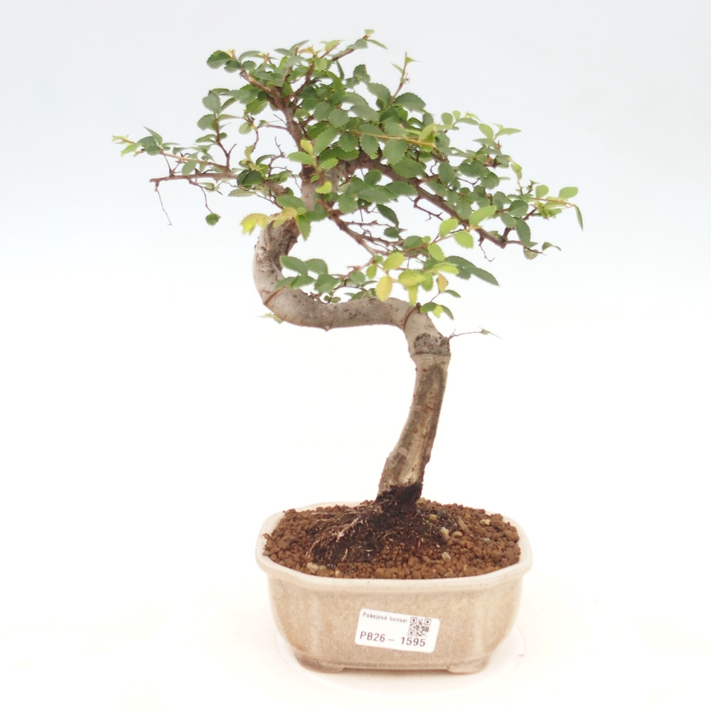 Izbový bonsaj - Ulmus parvifolia - brest malolistý