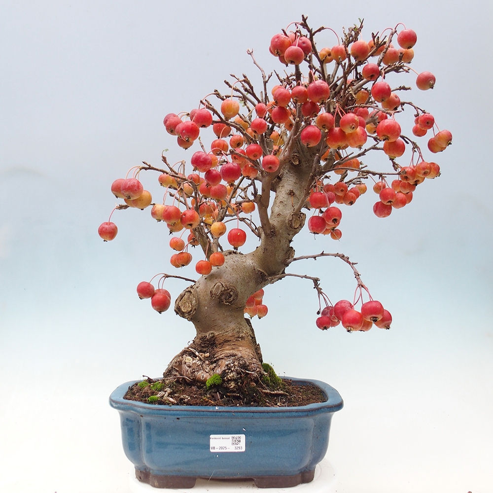 Vonkajší bonsai -Malus halliana - Maloplodá jabloň