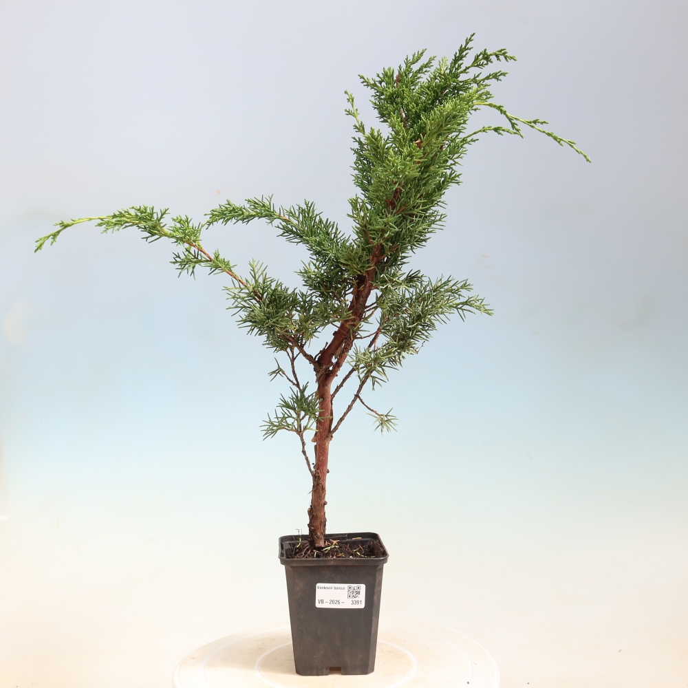 Vonkajší bonsaj - Juniperus chinensis Kishu
