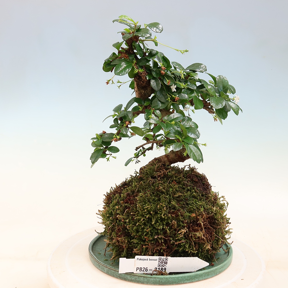 Kokedama s miskou – Čaj-fuki – Carmona macrophylla