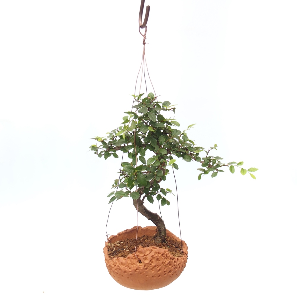 Kokedama v keramike -Ulmus parvifolia- malolistý brest