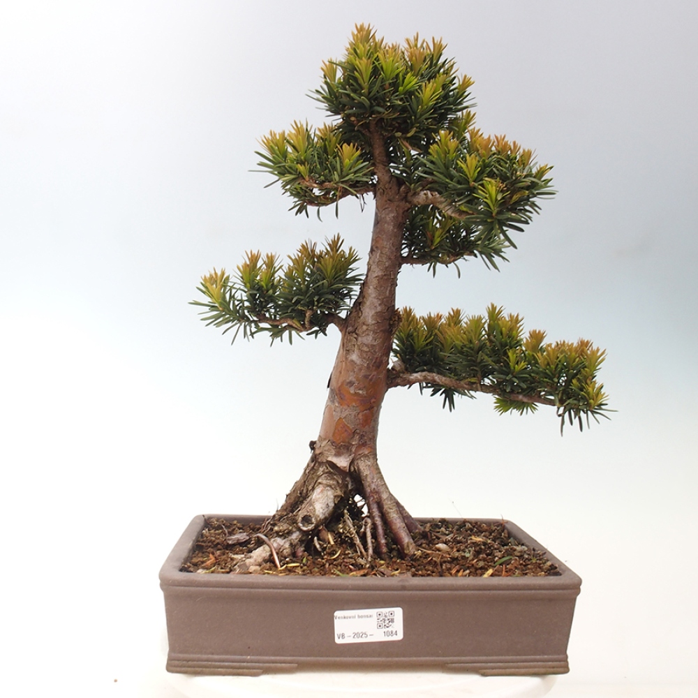 Vonkajší bonsai - Taxus cuspidata - Tis japonský