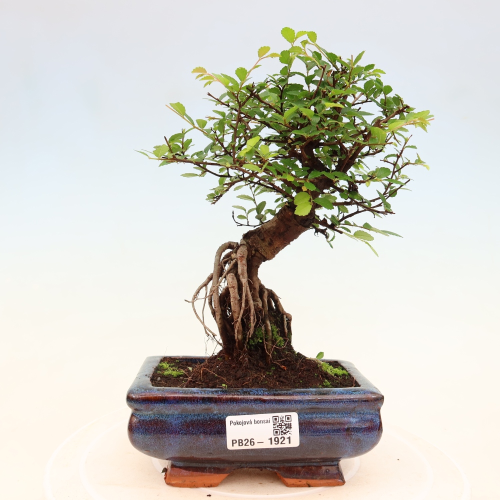 Izbový bonsaj - Ulmus parvifolia - brest malolistý