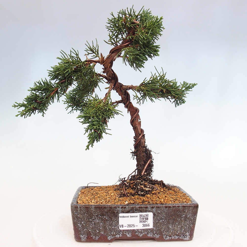 Vonkajší bonsai - Juniperus chinensis Kishu -Jalovec čínsky