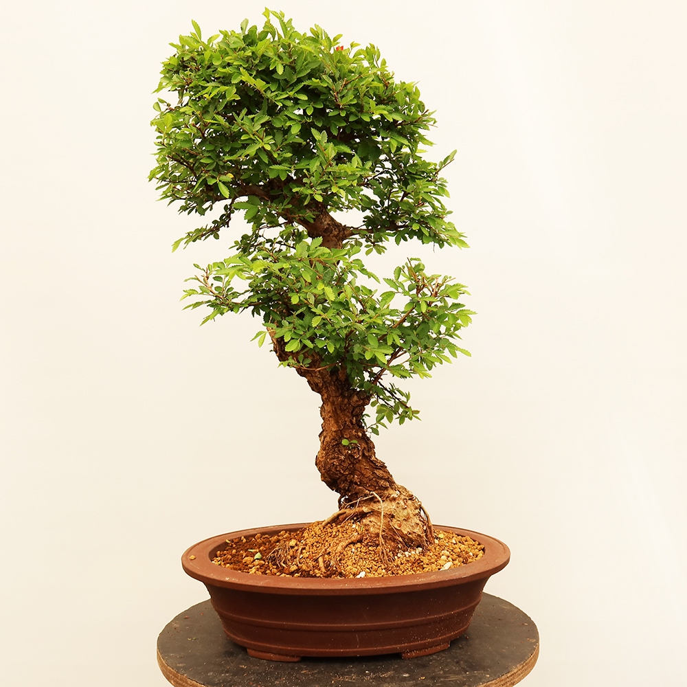 Vonkajšie bonsai - Zelkova - Zelkova NIRE