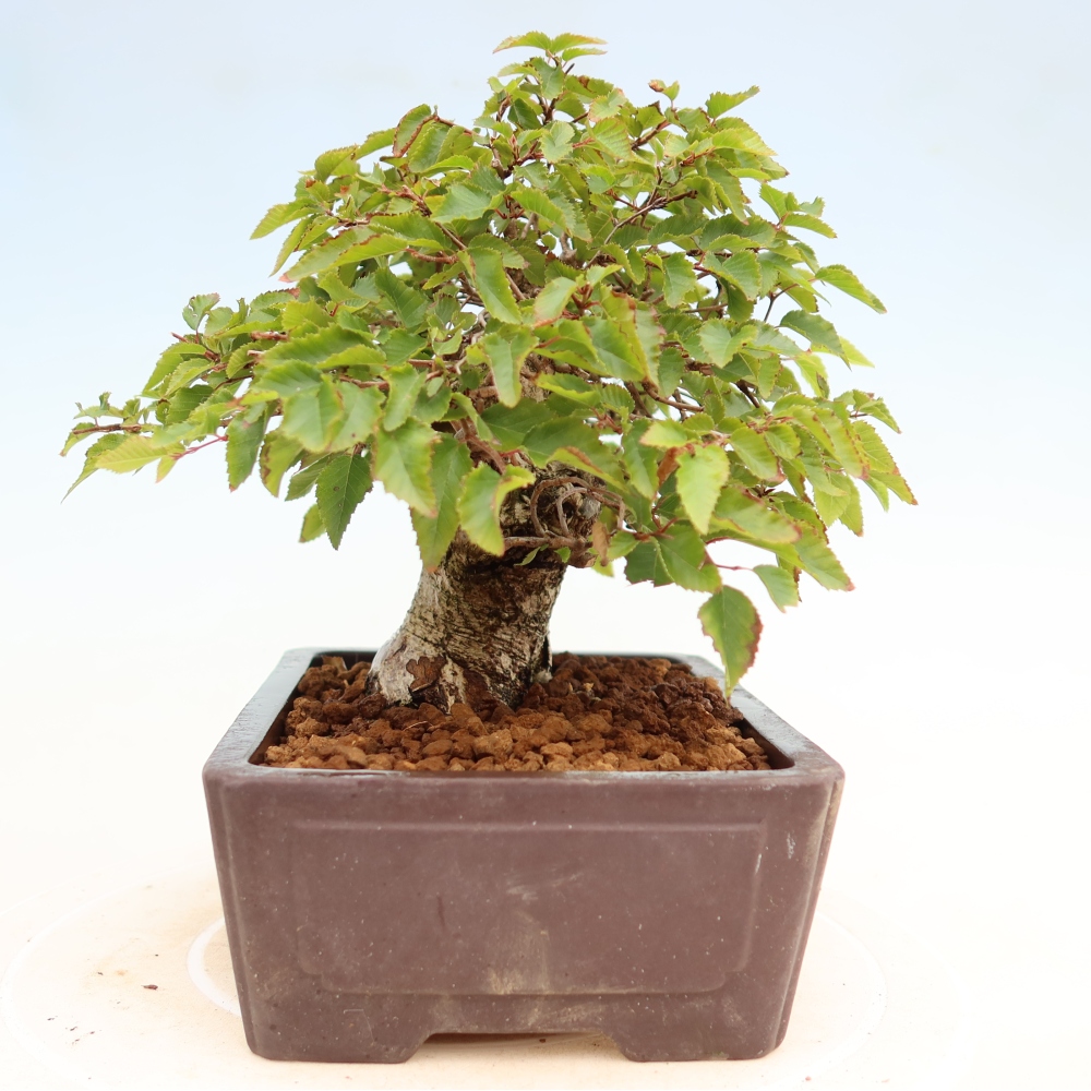 Vonkajší bonsaj -Carpinus coreana - Hrab kórejský