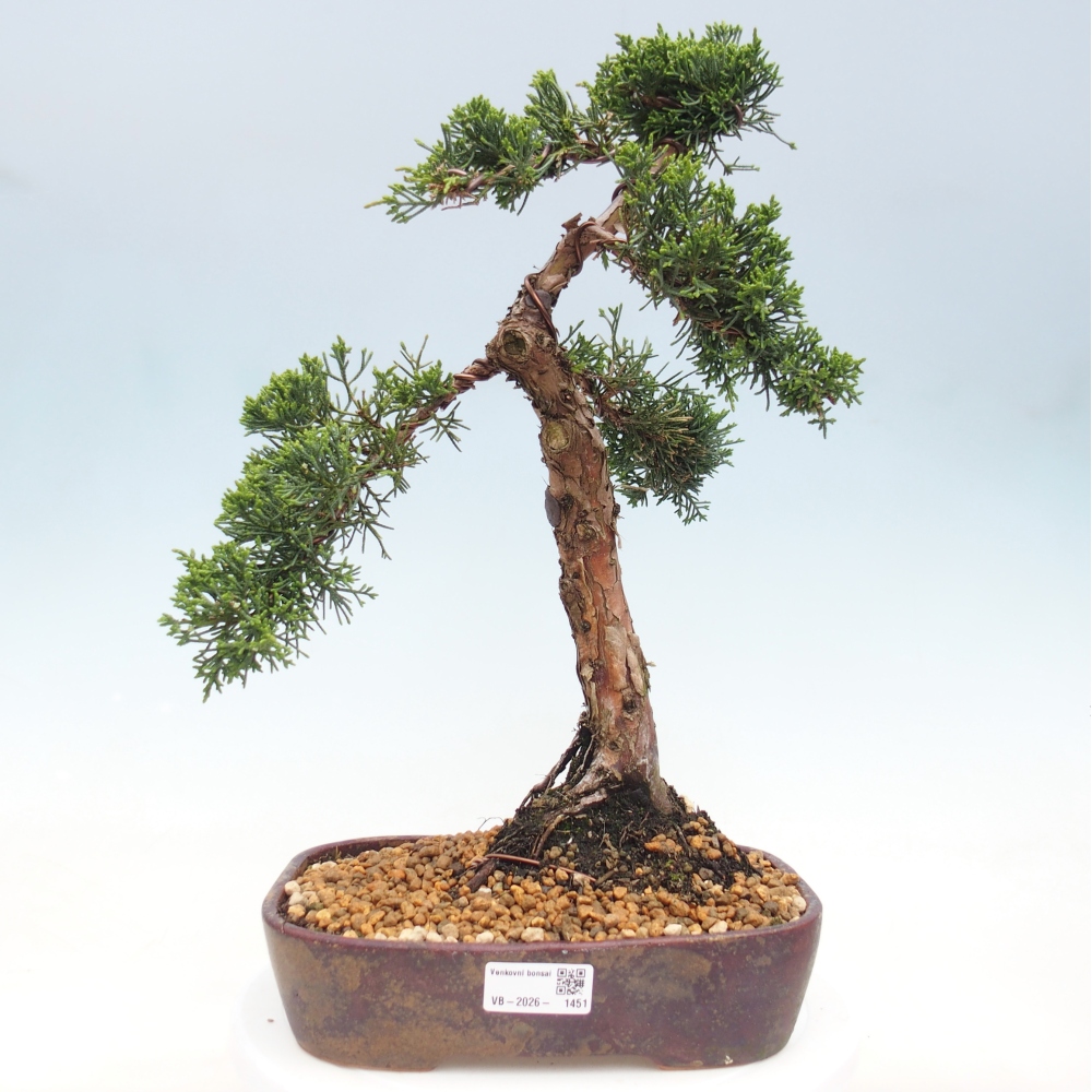 Vonkajší bonsaj - Juniperus chinensis Kishu