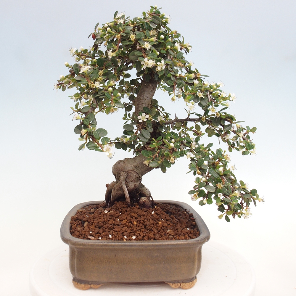 Vonkajší bonsai-Cotoneaster dammeri - Skalník Damerov