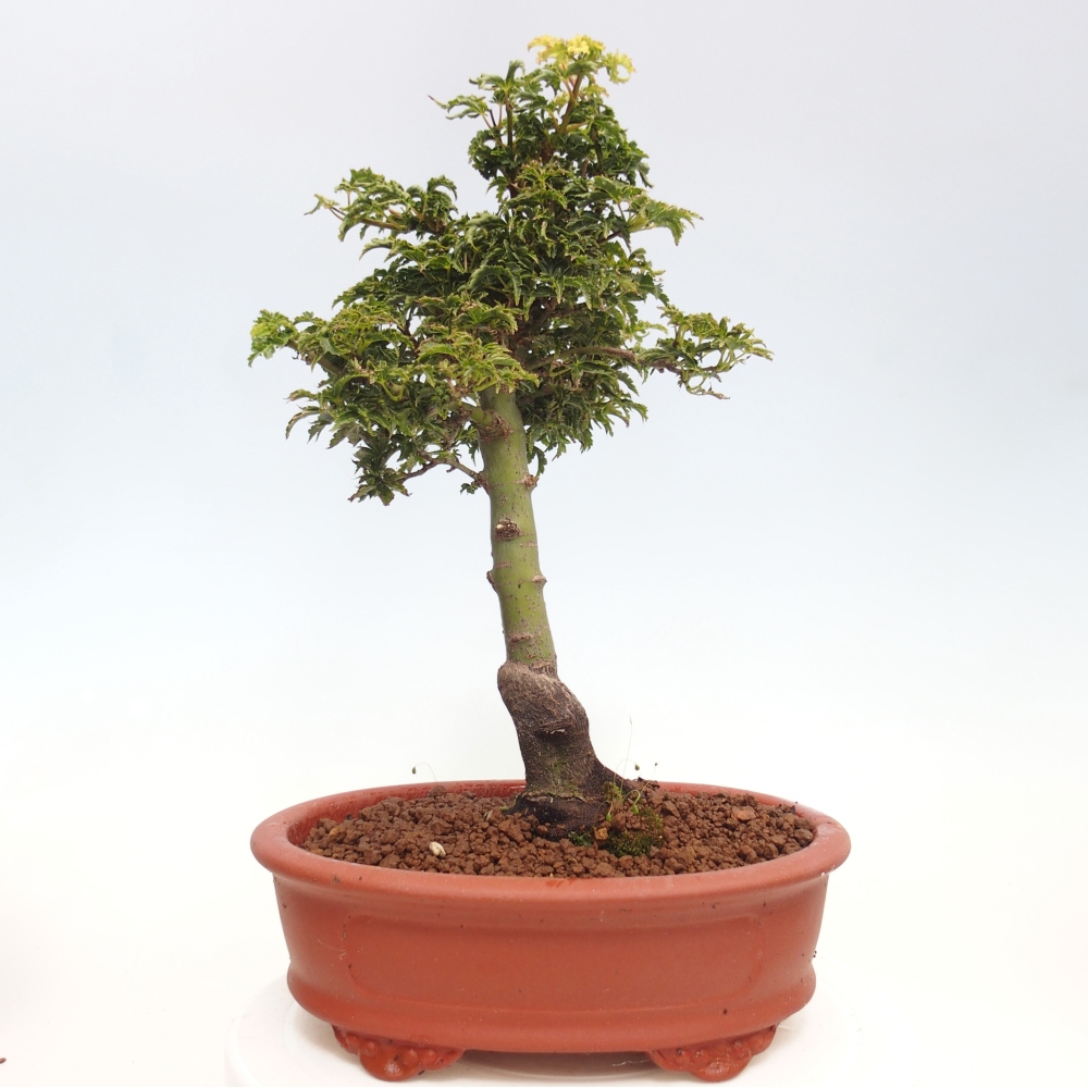 Vonkajší bonsai -Javor dlanitolistý Acer palmatum Shishigashira