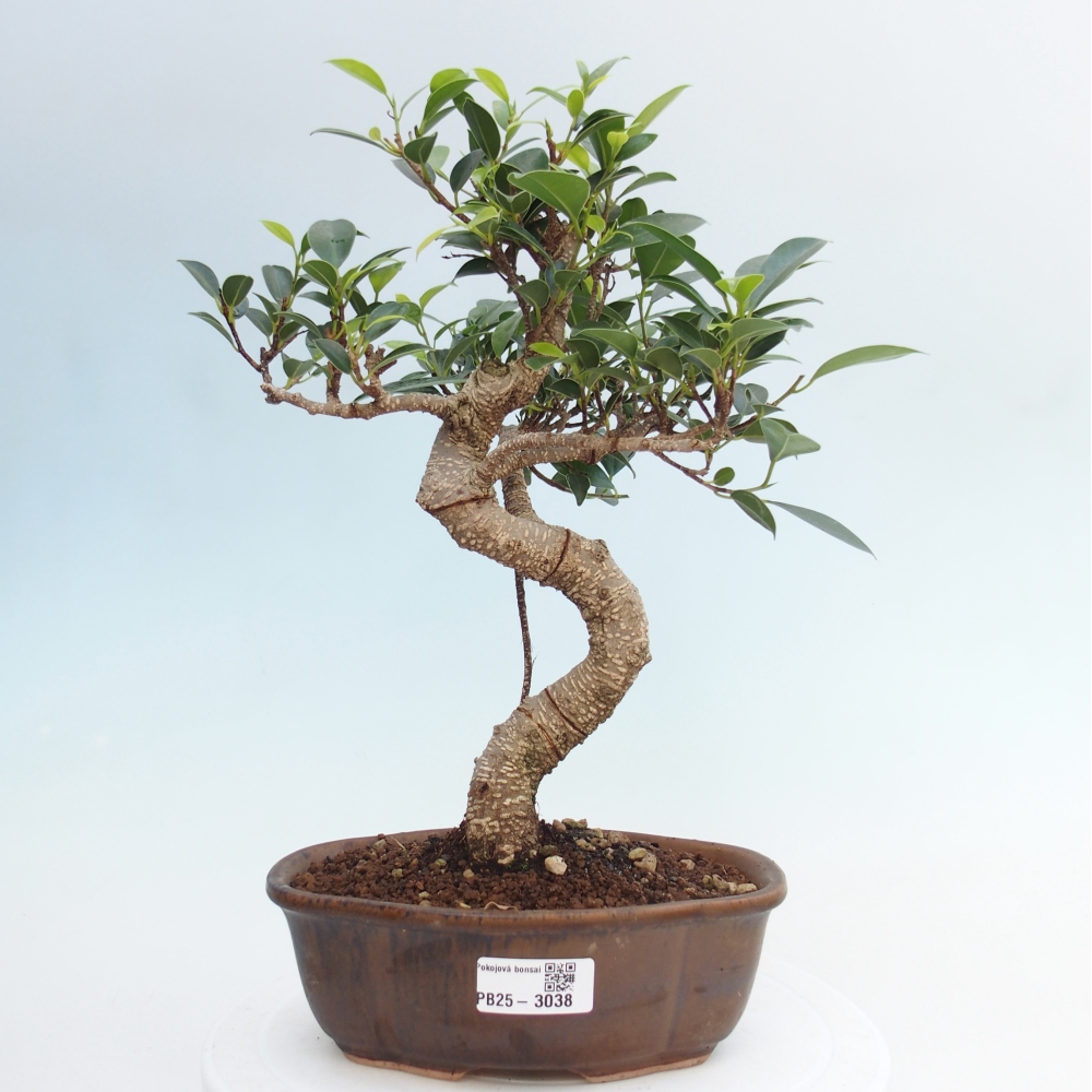 Izbová bonsai - Ficus retusa - malolistá fikus