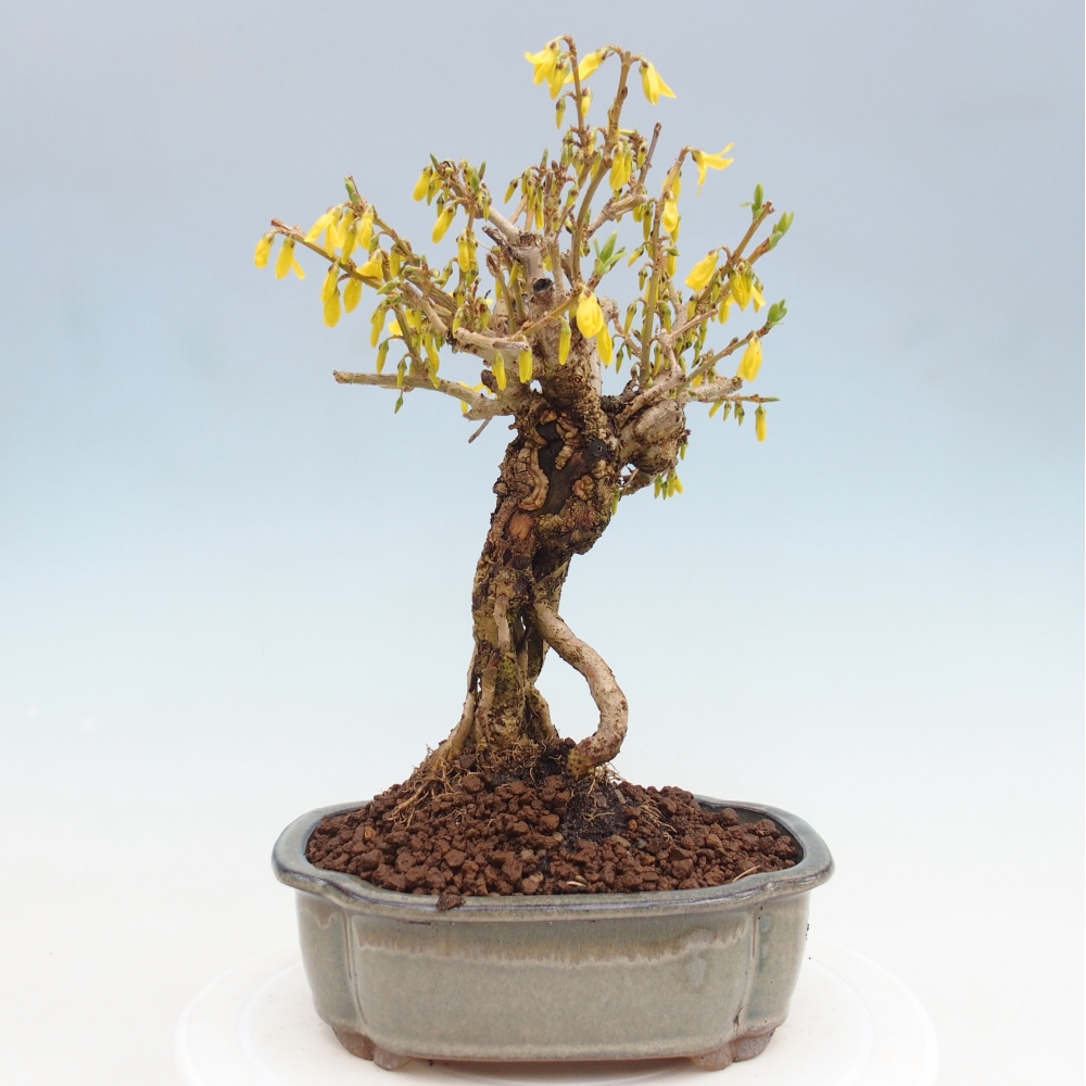 Vonkajší bonsai - Zlatice - Forsythia koreana