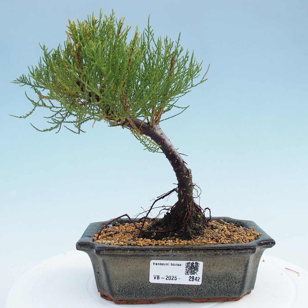 Vonkajší bonsai - Tamariška - Tamarix