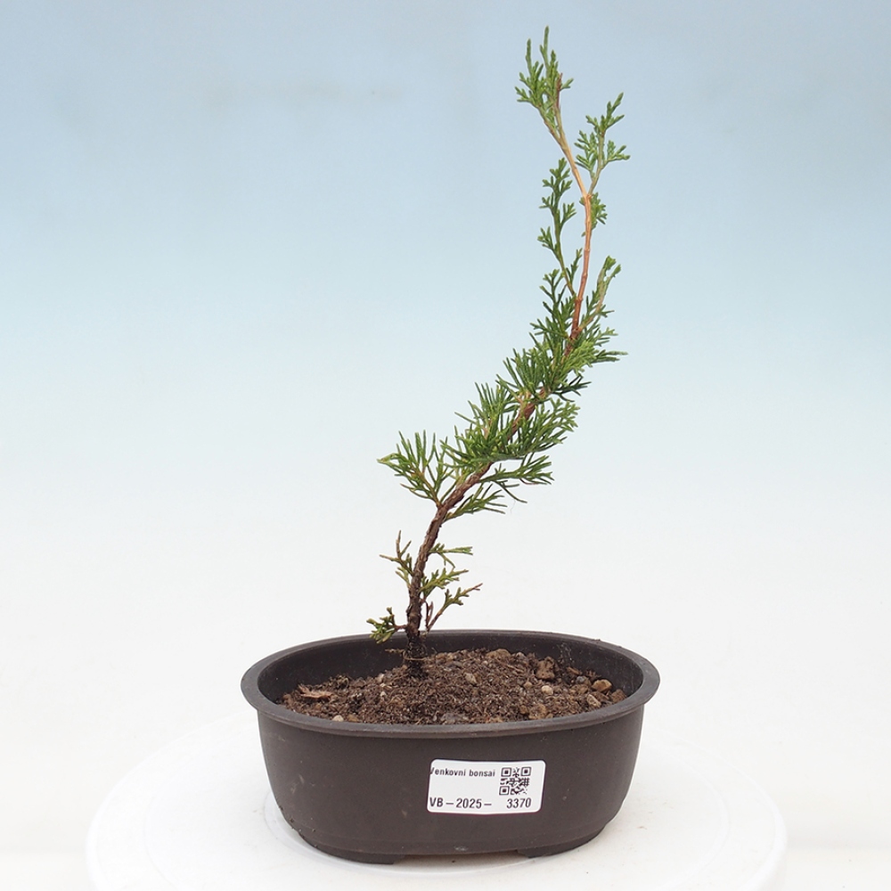 Vonkajší bonsai - Juniperus chinensis Itoigawa -Jalovec čínsky