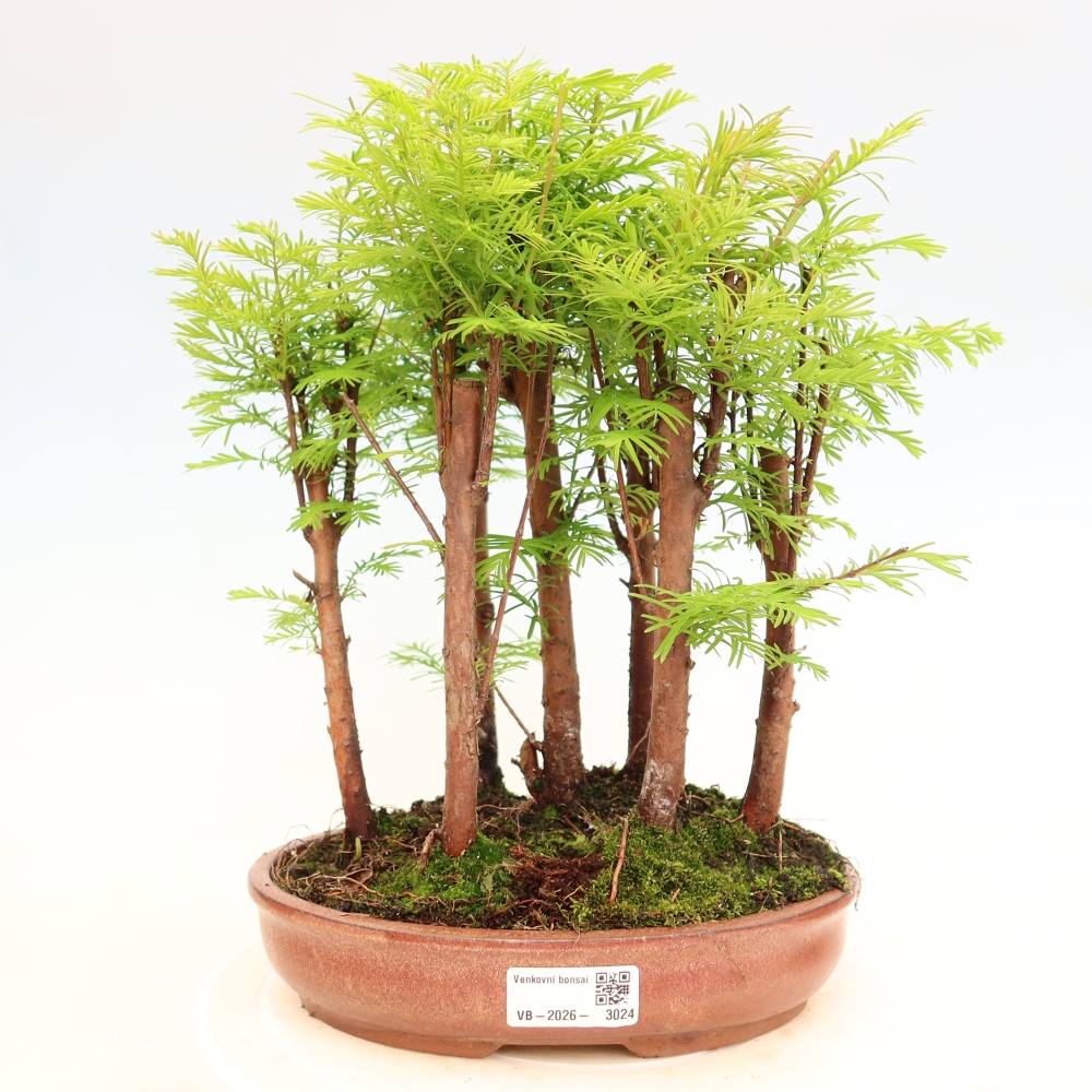Vonkajší bonsai – Metasequoia glyptostroboides – čínska metasekvoja – hájik